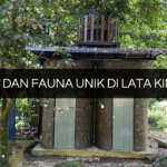 Flora dan Fauna Unik di Lata Kinjang